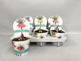 Daugiametė gėlė, margutė, vazonėlio skersmuo 12 cm.