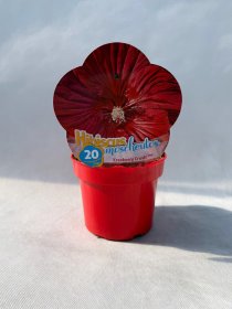 Daugiametė gėlė, kinrožė "Cranberry Crush", vazonas 2 l.