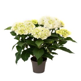 Dekoratyvinis krūmas, hortenzija didžialapė "Reggae White", vazonėlio skersmuo 23 cm.