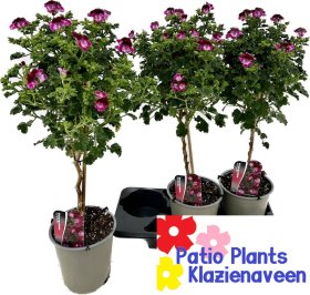 Vienmetė gėlė, pelargonija, ant stiebo, vazonėlio skersmuo 19 cm.