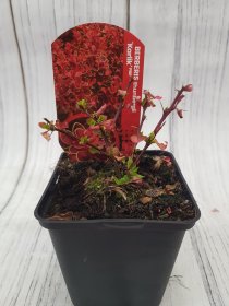 Dekoratyvinis krūmas, raugerškis tunbergo "Karlik", vazonėlio skersmuo 9 cm.