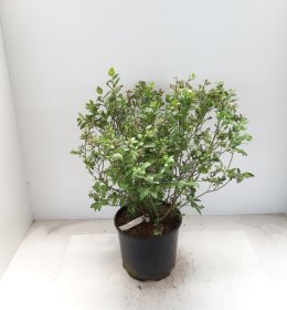 Vaiskrūmis, šilauogė "Alvar", vazonėlio skersmuo 17 cm.