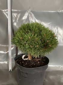 Spygliuotis, pušis kabelinė "Titus", vazonėlio skersmuo 23 cm.