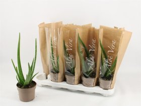 Kambarinis augalas, alavijas (Aloe Vera), vazonėlio skersmuo 12 cm.