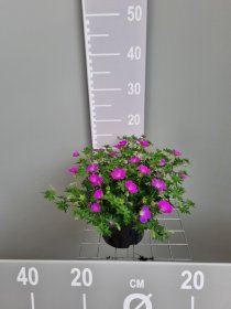 Daugiametė gėlė, snaputis "Max Frei", vazonas 2 l.