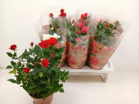 Daugiametė gėlė, roželė įvairi, vazonėlio skersmuo 17 cm.