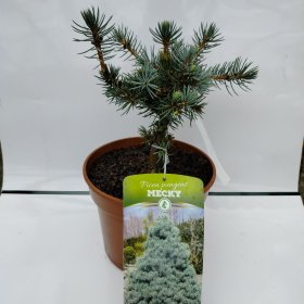 Spygliuotis, eglė "Mecki", vazonas 3 l.