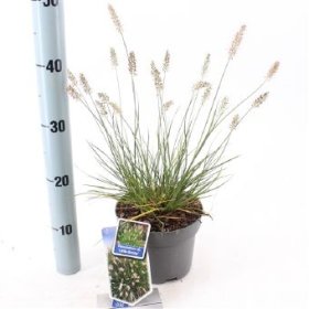 Žolinis augalas, soruolė pašiaušėlinė "Little Bunny", vazono skersmuo 17 cm.