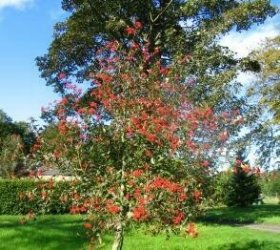 Dekoratyvinis medis, šermukšnis švedinis, vazonas 15 l., aukštis 2-2,5 m.