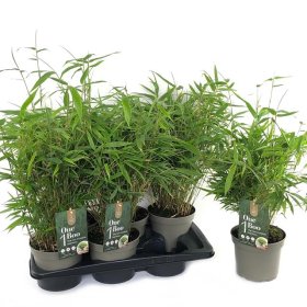 Žolinis augalas, skėtinis bambukas, vazonėlio skersmuo 17 cm.