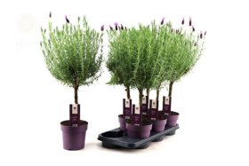 Vienmetė gėlė, levanda "Anouk", ant stiebo, vazonėlio skersmuo 15 cm.