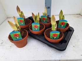 Kambarinis augalas, meilenis (amarilis) "Amorita Danu", vazonėlio skersmuo 15 cm.