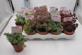 Alpinariumo augalas, šilokas, įvairūs, vazonėlio skersmuo 10 cm.