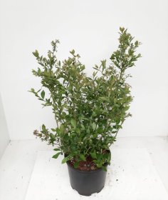 Vaiskrūmis, šilauogė "Hortblue Poppins", vazonėlio skersmuo 17 cm.