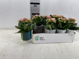 Kambarinis augalas, kalankė, kompozicija, vazonėlio skersmuo 8 cm.