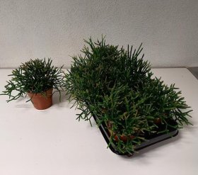 Kambarinis augalas, ripsalis "Burchellii", vazonėlio skersmuo 12 cm.