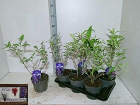 Dekoratyvinis krūmas, budlėja, įvairios, vazonėlio skersmuo 17 cm.