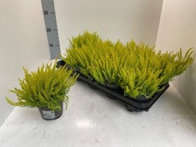 Vienmetė gėlė, viržis "Barcelona", vazonėlio skersmuo 11 cm.