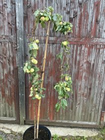 Vaismedis, obelis, svyranti, vazonas 20 l.