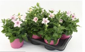 Daugiametė gėlė, plačiavarpis "Astra Pin", vazonėlio skersmuo 17 cm.