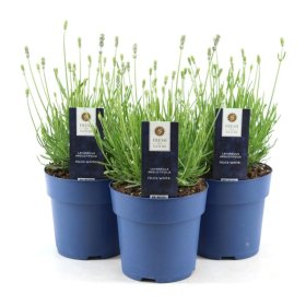 Daugiametė gėlė, levanda "Felice White", vazonėlio skersmuo 15 cm.