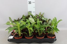 Kambarinis augalas, kalatėja, vazonėlio skersmuo 7 cm.