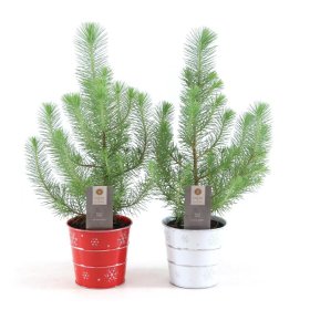 Spygliuotis, pušis "Silver Crest Zinc", vazonėlio skersmuo 11 cm.