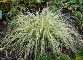 Žolinis augalas, visžalė viksva SODO GAMA "Evergold", vazonėlio talpa 2 l.