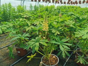 Daugiametė gėlė, lubinas, vazonėlio skersmuo 17 cm.