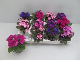 Kambarinis augalas, sanpaulija, vazonėlio skersmuo 7 cm.