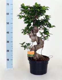 Kambarinis augalas, fikusas, vazonėlio skersmuo 23 cm.