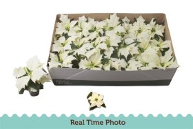 Kambarinis augalas, puansetija "Aliaska" mini, vazonėlio skersmuo 6 cm.