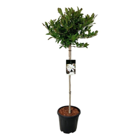 Dekoratyvinis medis, magnolija žvaigždėtoji, ant stiebo, aukštis 80 cm., vazonas 15 l.