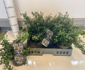 Dekoratyvinis krūmas, galvažiedė, vazonėlio skersmuo 17 cm.