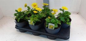 Daugiametė gėlė, laumenė, vazono skersmuo 15 cm.