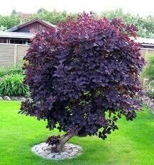 Dekoratyvinis krūmas, pūkenis, vazonas 5 l.