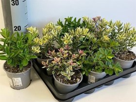 Dekoratyvinis krūmas, hebė, įvairios, vazonėlio skersmuo 11 cm.