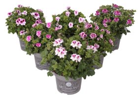 Vienmetė gėlė, pelargonija, įvairios, vazonėlio skersmuo 12 cm.