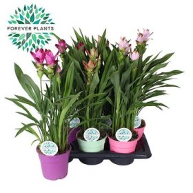 Kambarinis augalas, ciberžolė, skirtingų spalvų, vazonėlio skersmuo 17 cm.