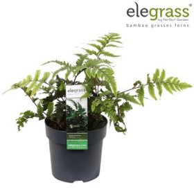 Daugiametis augalas, blužniapapartis japoninis, vazonėlio skersmuo 14 cm.