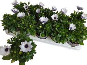 Vienmetė gėlė, kaulasėklis "Lavende White", vazonėlio skersmuo 11 cm.