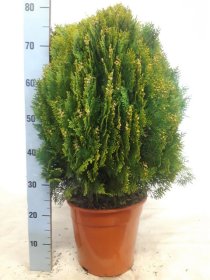 Spygliuotis, rytinis tujūnas "Aurea Nana", vazonėlio skersmuo 27 cm.
