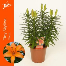 Daugiametė gėlė, lelija "Tiny Skyline", vazonėlio skersmuo 13 cm.