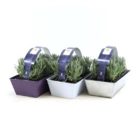 Daugiametė gėlė, levanda vazonėlyje, rinkinys (6 vnt.)