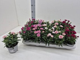 Daugiametė gėlė, gvazdikas, įvairūs, vazonėlio skersmuo 11 cm.