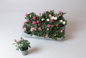 Kambarinis augalas, rožė, vazonėlio skersmuo 6 cm.