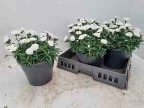 Daugiametė gėlė, gvazdikas "Oscar White", vazonėlio skersmuo 23 cm.