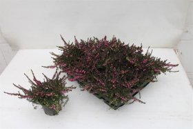 Vienmetė gėlė, erika "Lena", vazonėlio skersmuo 9 cm.