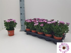 Vienmetė gėlė, kaulasėklis, vazonėlio skersmuo 11 cm.