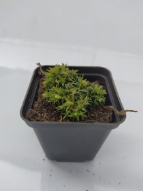 Daugiametė gėlė, flioksas "Spring White", vazonėlio skersmuo 9 cm.